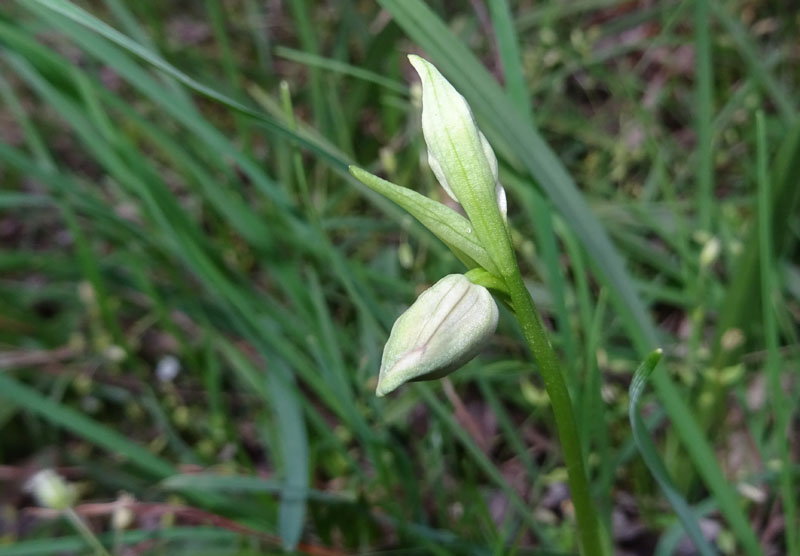 Ophrys bertolonii subsp. benacensis